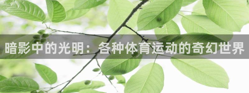 178体育赛事入口：暗影中的光明：各种体育运动的奇幻世界